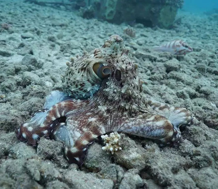 Rare Video Shows Octopuses Punching Their Lazy Fish Partners While Out Hunting Together