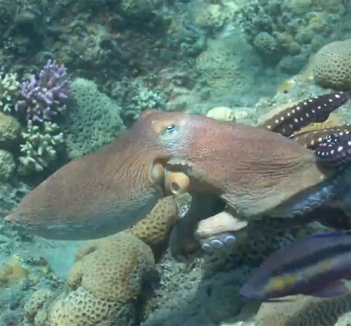 Rare Video Shows Octopuses Punching Their Lazy Fish Partners While Out Hunting Together