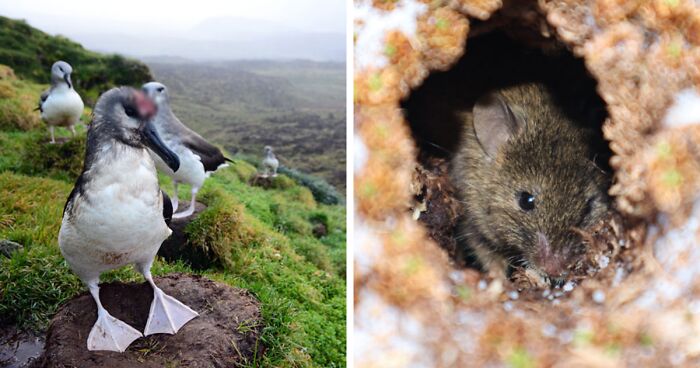 Scientists Have Drastic Plan To Save Birds On Island Where Mice Are Eating Them Alive