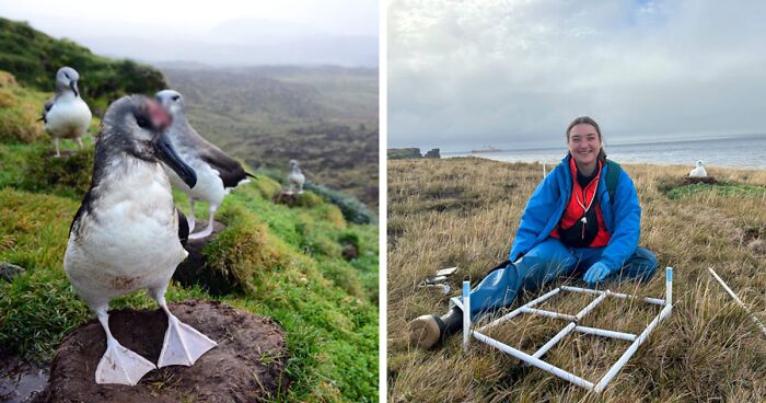 Officials Decide To Drop 600 Tons Of Pesticide On Island To Save Birds From Being Eaten Alive