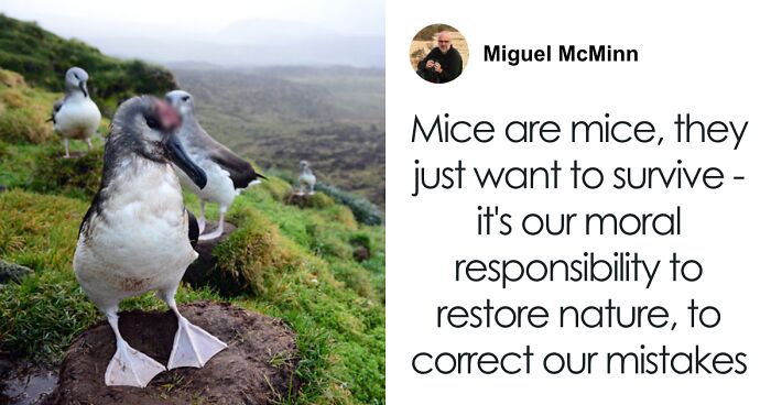 Scientists Have $29 Million “Wild Plan” To Save Birds On Island Where Mice Are Eating Them Alive