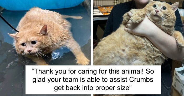 Kroshik, Overfed Cat Weighing 38 Pounds, Begins Walking Again After Rescue From Basement