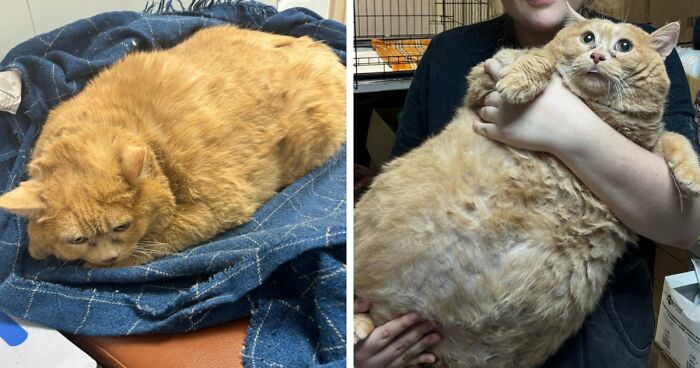 Shelter Rescues Obese 38-Pound Cat And Helps Him “Learn How To Walk” Again