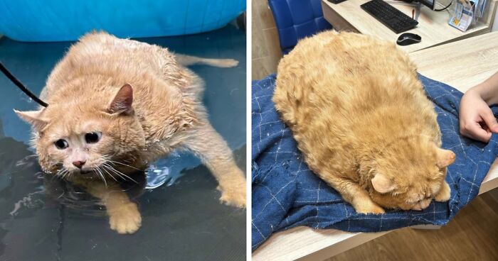 “Real Life Garfield”: Obese Cat Weighing Nearly 40 lb Was Rescued From Basement, Can’t Walk