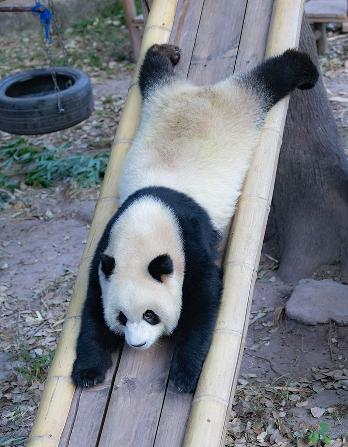 "Panda's Tea Party": Four Pandas Steal The Show With Cute Picnic At Zoo’s Mid-Autumn Festival