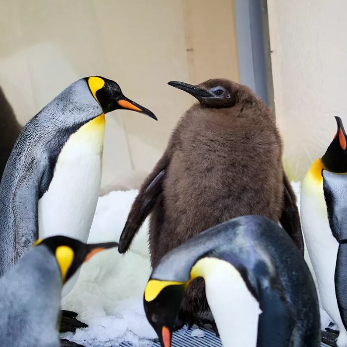 Meet 9-Month-Old Pesto, Who’s The Besto, Weighing In At A Whopping 22 Kg