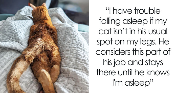 30 Internet Users Share Whether They Let Their Pets Sleep In Their Beds And Why