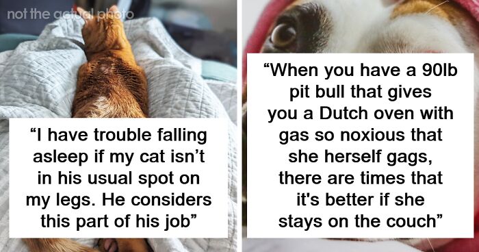 Someone Asks People To Share Their Opinion On Pets Sleeping In Beds, 79 Don’t Hold Back