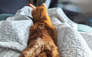 30 Internet Users Share Whether They Let Their Pets Sleep In Their Beds And Why