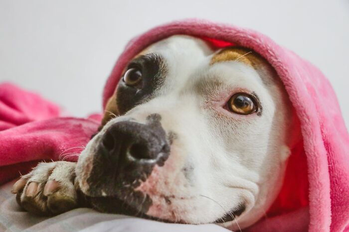 “My Dog Lets Me Sleep In His Bed”: 79 People Debate If It’s Okay To Let Pets Sleep In Your Bed