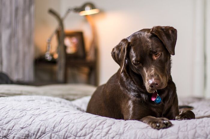 “My Dog Lets Me Sleep In His Bed”: 79 People Debate If It’s Okay To Let Pets Sleep In Your Bed