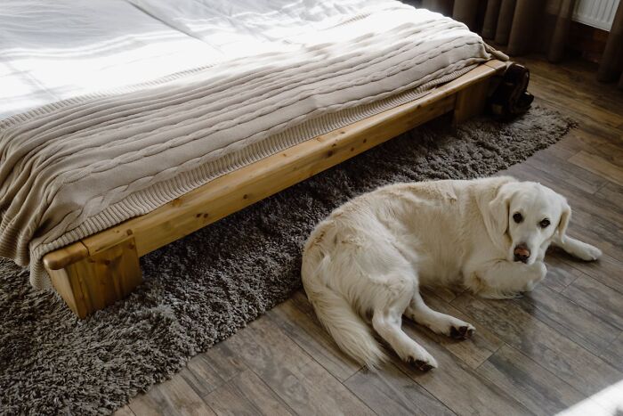 “My Dog Lets Me Sleep In His Bed”: 79 People Debate If It’s Okay To Let Pets Sleep In Your Bed