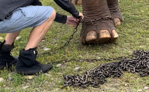 An Elephant Walking Without Chains For The 1st Time In 41 Years Is Melting Hearts Online