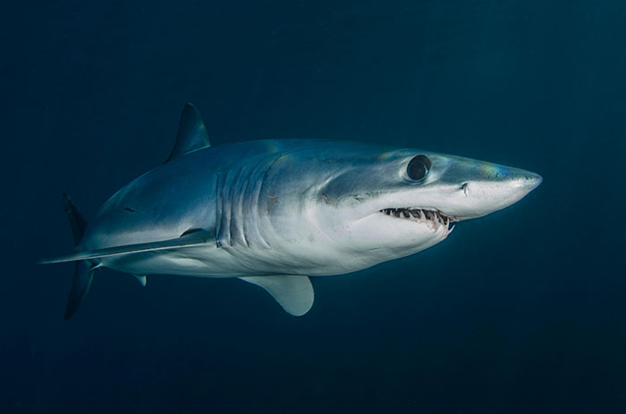 Scientists Reconsider Food Chain As 8-Foot-Long Shark Gets Eaten By Another Predator