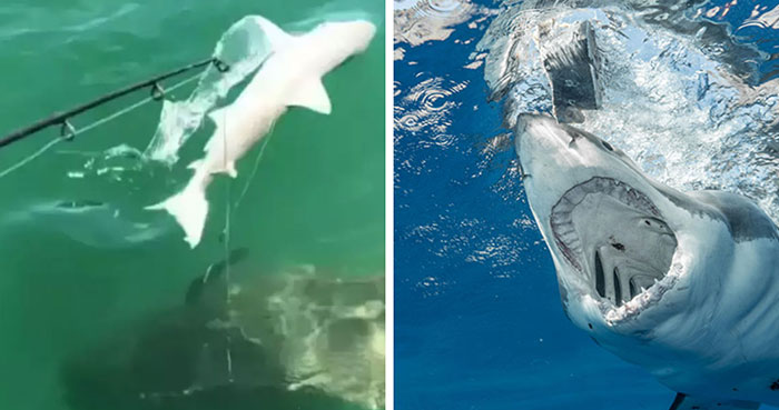 Scientists Reconsider Food Chain As 8-Foot-Long Shark Gets Eaten By Another Predator