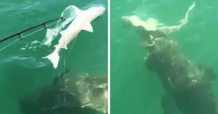 Pregnant Shark That Was Believed To Be Top Predator Eaten By An Even Larger Predator