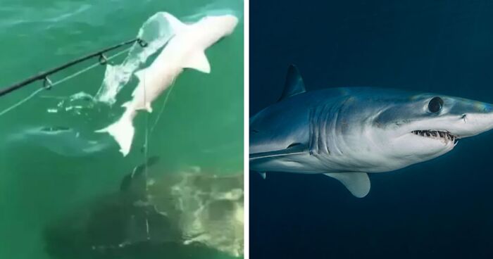 Pregnant Shark Disappears From The Radar, Scientists Believe It Was Eaten By A Larger Predator