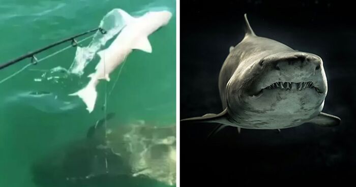 Pregnant Shark Supposed To Be At The Top Of The Food Chain Eaten By An Even Bigger Predator