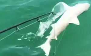 Scientists Reconsider Food Chain As 8-Foot-Long Shark Gets Eaten By Another Predator