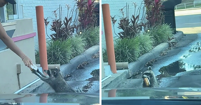 Polite Raccoon Goes Viral When People Are Overtaken By A Video Of Him Receiving His Daily Donut