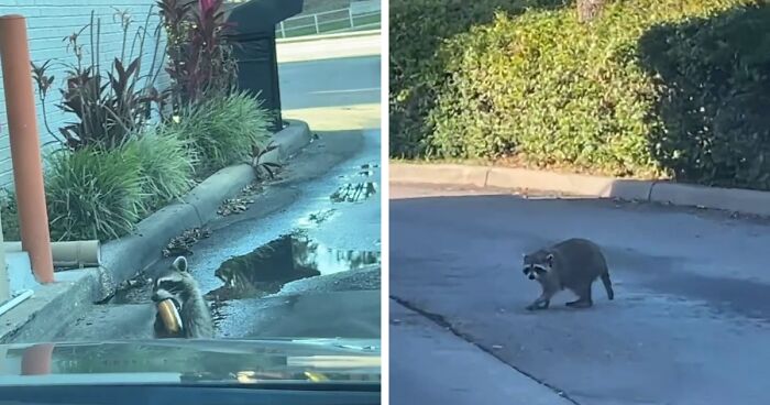 Polite Raccoon Goes Viral When People Are Overtaken By A Video Of Him Receiving His Daily Donut