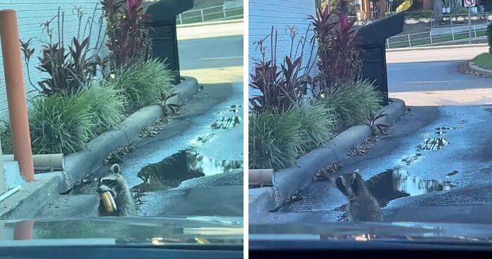 Netizens Are In Love With This Raccoon Picking Up His Daily Treat At The Dunkin’ Donuts Drive-Thru