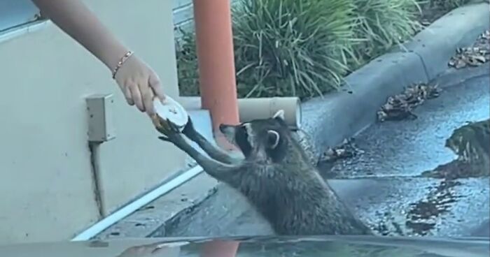 Polite Raccoon Waits At The Drive-Thru Like Everyone Else, Gets His Doughnut And Runs Off