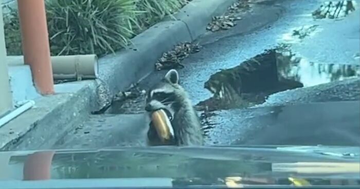 Polite Raccoon Goes Viral When People Are Overtaken By A Video Of Him Receiving His Daily Donut