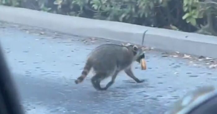 Polite Raccoon Goes Viral When People Are Overtaken By A Video Of Him Receiving His Daily Donut