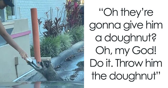 Polite Raccoon Goes Viral When People Are Overtaken By A Video Of Him Receiving His Daily Donut