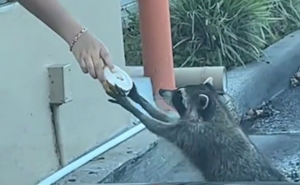 Polite Raccoon Goes Viral When People Are Overtaken By A Video Of Him Receiving His Daily Donut