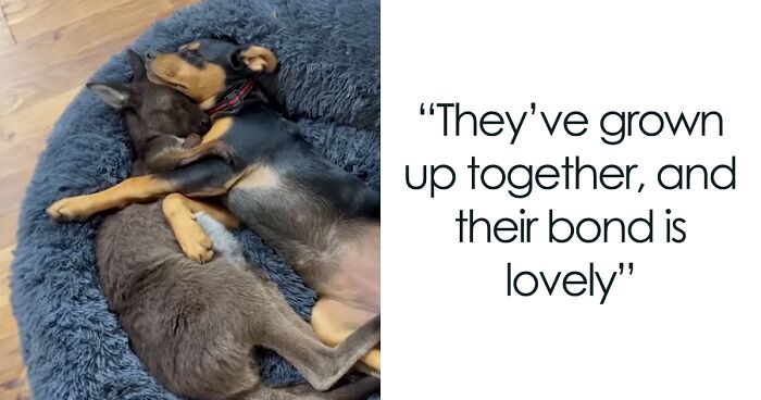 Two Besties, Rescued Orphaned Baby Kangaroo And A Pup, Melting Hearts All Over The Internet