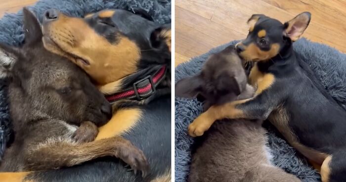 Pup And Baby Kangaroo Who Was Hit By Car Form Adorable Friendship After Family Rescues Her