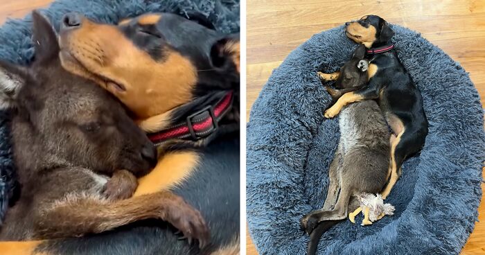 Pup And Baby Kangaroo Who Was Hit By Car Form Adorable Friendship After Family Rescues Her