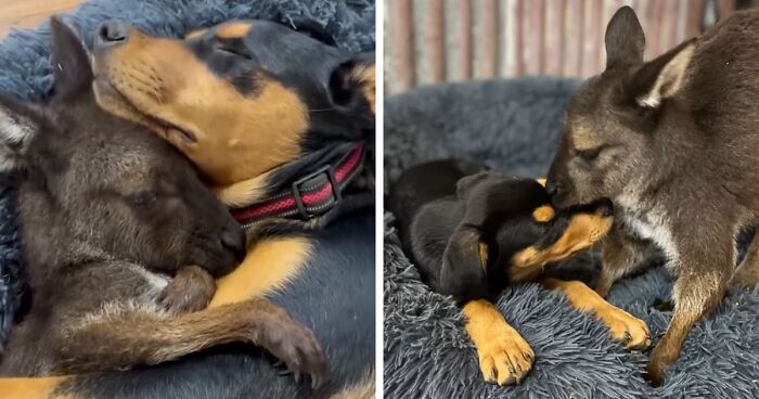 Pup And Baby Kangaroo Who Was Hit By Car Form Adorable Friendship After Family Rescues Her