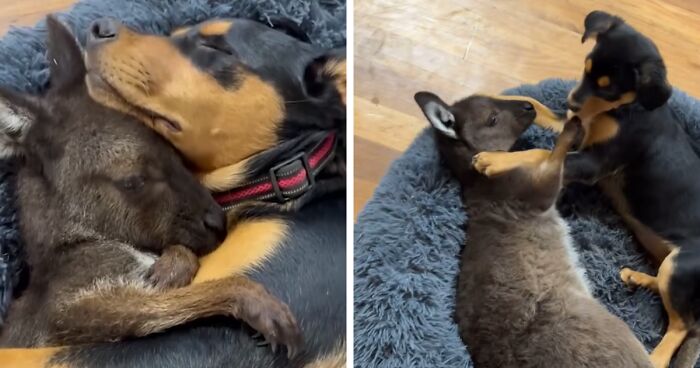 Rescued Orphaned Baby Kangaroo Creates A Very Special Bond With A Puppy