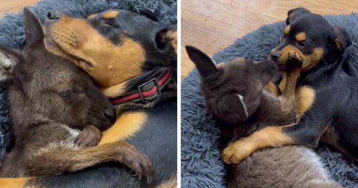 Family Rescues And Raises Orphaned Baby Kangaroo, It Forms Adorable Friendship With Puppy