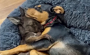 Pup And Baby Kangaroo Who Was Hit By Car Form Adorable Friendship After Family Rescues Her