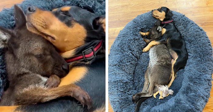 Pup And Baby Kangaroo Who Was Hit By Car Form Adorable Friendship After Family Rescues Her