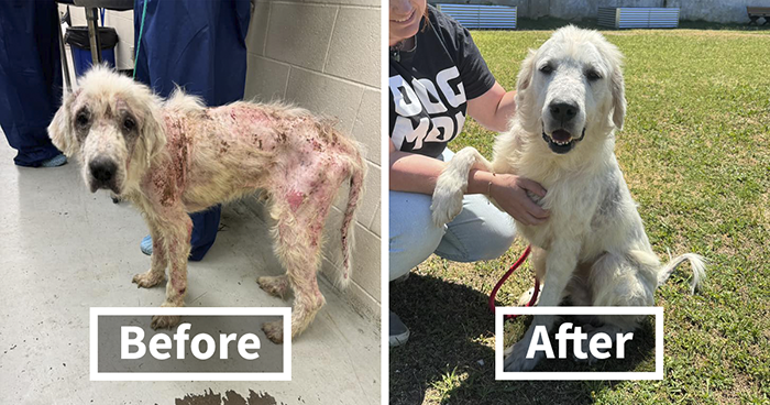 Terribly Neglected Dog Never Loses Hope, Gets Rescued, And Is Given The Life He Always Deserved