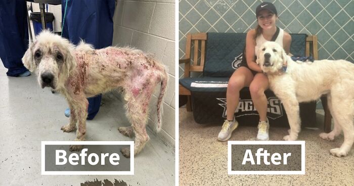 Terribly Neglected Dog Never Loses Hope, Gets Rescued, And Is Given The Life He Always Deserved