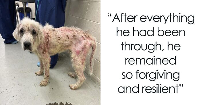 Terribly Neglected Dog Never Loses Hope, Gets Rescued, And Is Given The Life He Always Deserved