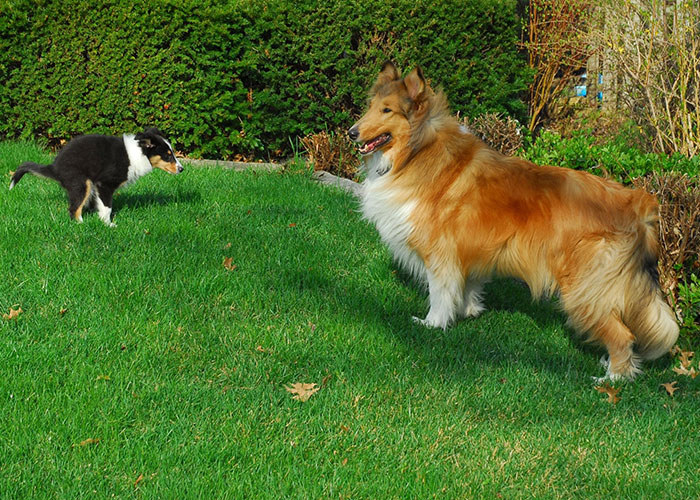 Woman Enjoys Neighbor’s Cursing Tirade As They Find Dog Poop That Once Was In The Yard Next Door