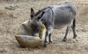 A Touching Story Of A Sad Donkey Whose Ball Popped, But People Made Sure He’ll Never Be Lonely Again