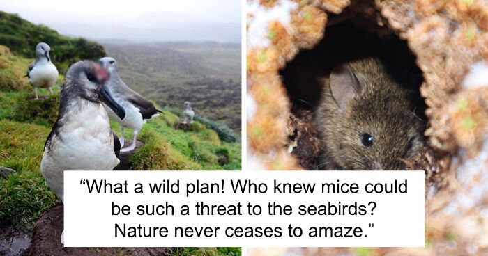 Conservationists Take Drastic Action Against Mice Eating Birds Alive On Island, $29 Million Plan