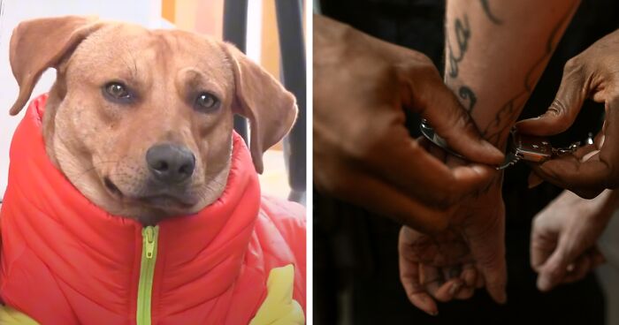 Brave Pup Gets An ID Card And Vest After Landing A Job As Security Guard At A Gas Station