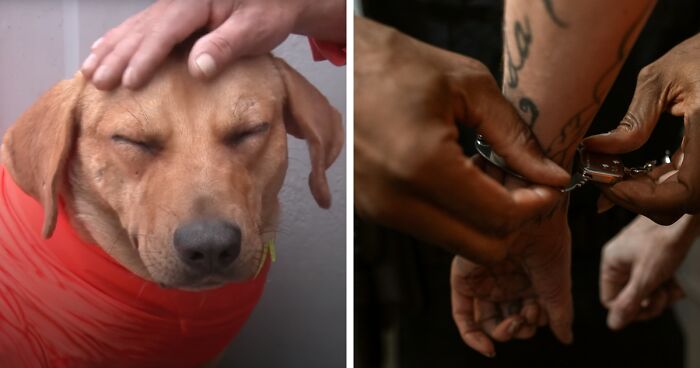 Stray Dog Becomes Employed At A Gas Station After Chasing Off Robbers