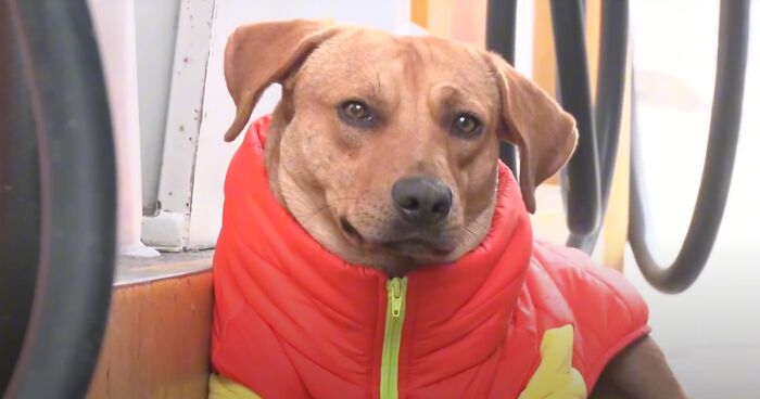 Stray Dog Becomes A Local Hero After His Pawsome Act In A Robbery Attempt