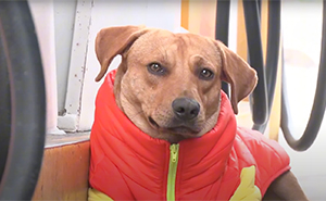 Stray Dog Becomes Employed At A Gas Station After Chasing Off Robbers