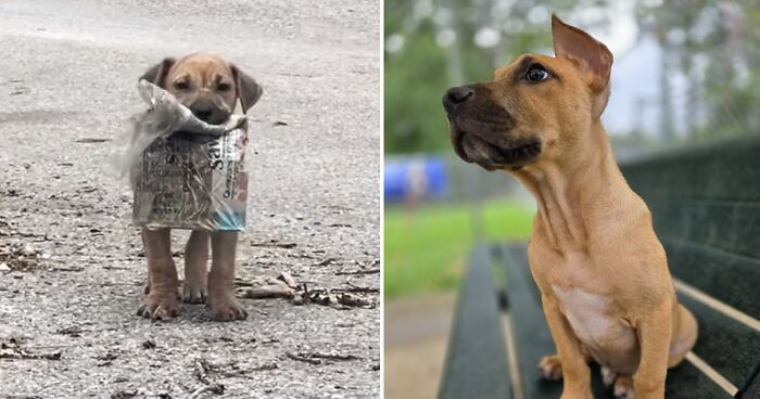 A Story Of A Stray Dog Carrying A Damp Newspaper As His Only Toy Took Unexpected Turn